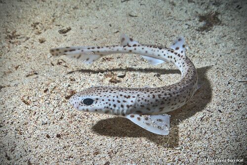 Small-spotted catshark photographed at Cala Egos, Cala d'Or, Balearic Islands, Spain