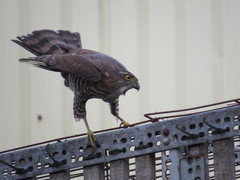 Accipiter virgatus fuscipectus