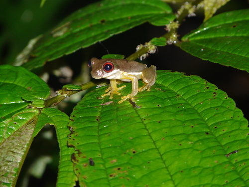 Duellmanohyla rufioculis