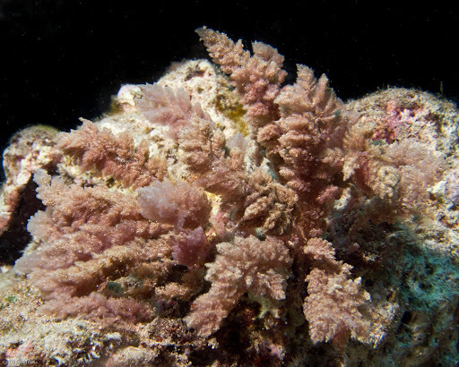 Bonnemaisoniales
