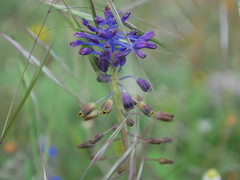 Muscari weissii, photograph Sylvain Eichhorn, CC BY, iNaturalist via GBIF