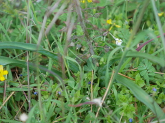 Muscari weissii, photograph Sylvain Eichhorn, CC BY, iNaturalist via GBIF