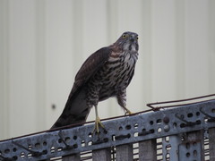 Accipiter virgatus fuscipectus