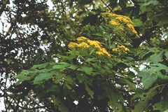 Verbesina breedlovei