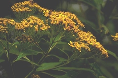 Verbesina breedlovei