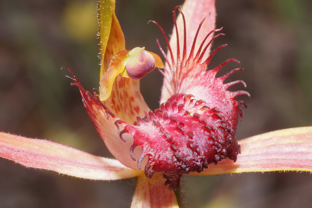 Esperance king spider orchid