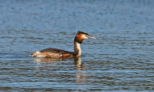 Somormujo lavanco (Podiceps cristatus)