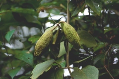 Amphilophium paniculatum