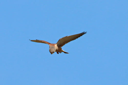 Cernícalo vulgar (Falco tinnunculus)