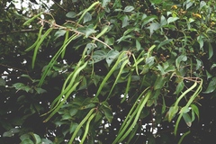 Fridericia chica
