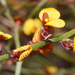 Jacksonia racemosa - Photo (c) Felix Riegel, algunos derechos reservados (CC BY-NC), subido por Felix Riegel