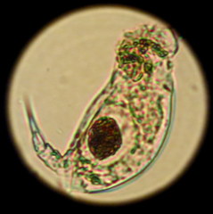 Colurella