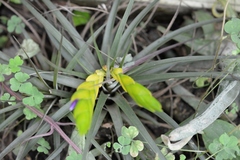 Tillandsia flavobracteata