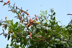 Combretum fruticosum