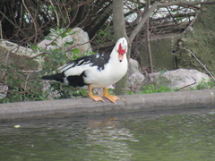 Cairina moschata domestica