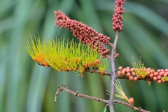 Combretum fruticosum