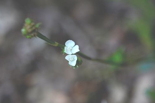 Callisia gentlei (Callisia gentlei)