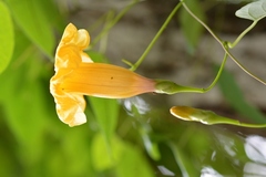 Ipomoea aurantiaca