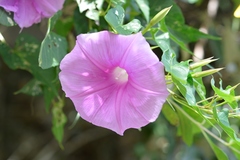 Ipomoea bernoulliana