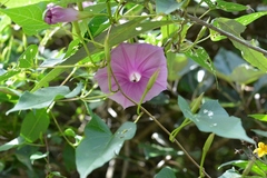 Ipomoea bernoulliana