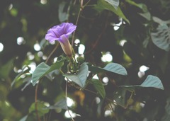 Ipomoea lindenii