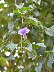 Ipomoea lindenii