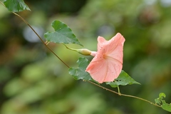 Operculina pteripes