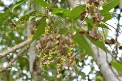 Dioscorea spiculiflora