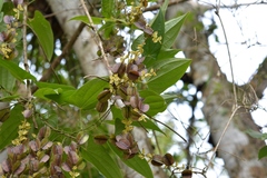 Dioscorea spiculiflora