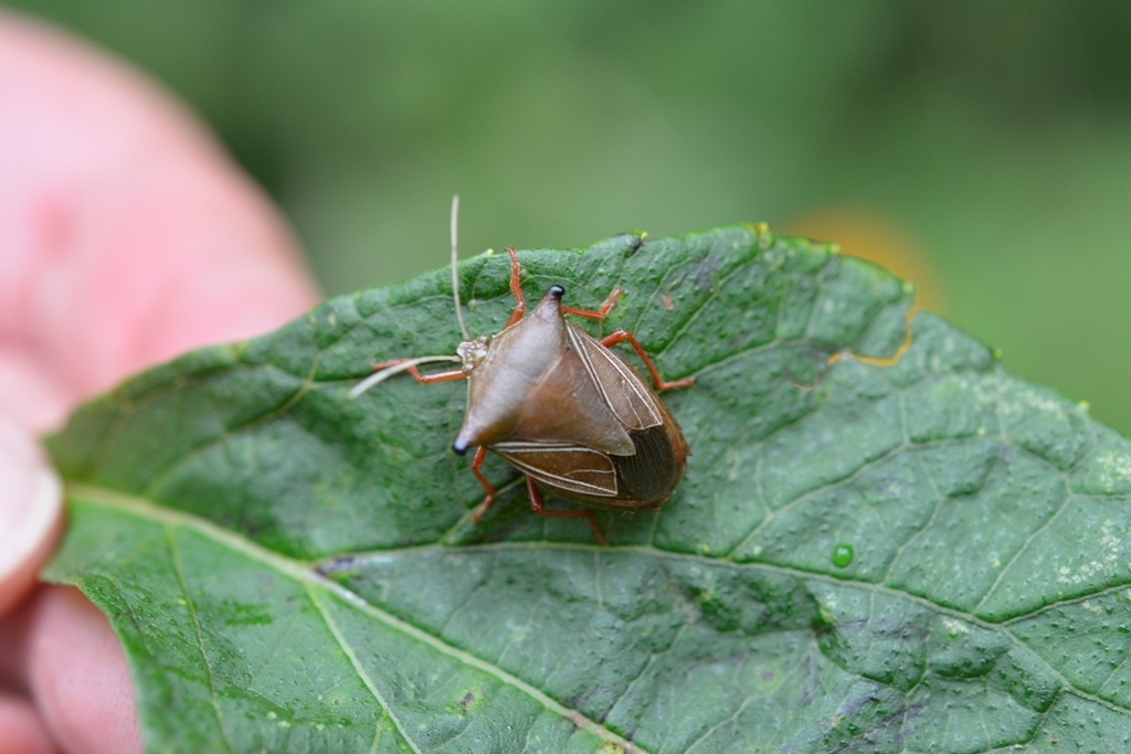 Edessa nigroangulata