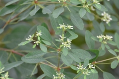 Euphorbia leucocephala