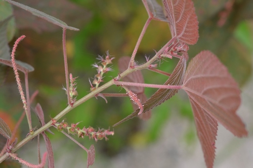 Acalypha chiapensis (Acalypha chiapensis)