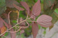 Acalypha chiapensis