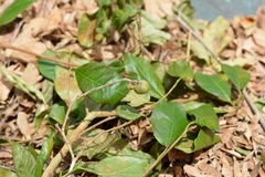 Sebastiania adenophora
