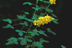 Crotalaria longirostrata