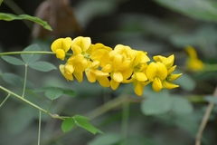 Crotalaria longirostrata