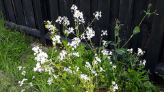 Raphanus sativus longipinnatus