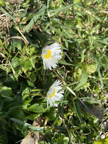 Tratinčica (Bellis perennis)