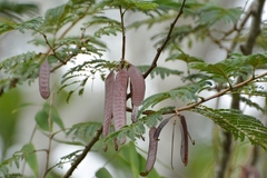 Leucaena diversifolia