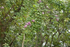 Ramirezella penduliflora
