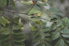 Lonchocarpus lanceolatus