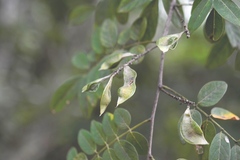 Lonchocarpus lanceolatus