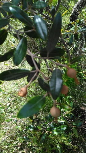 Sarcolaenaceae image
