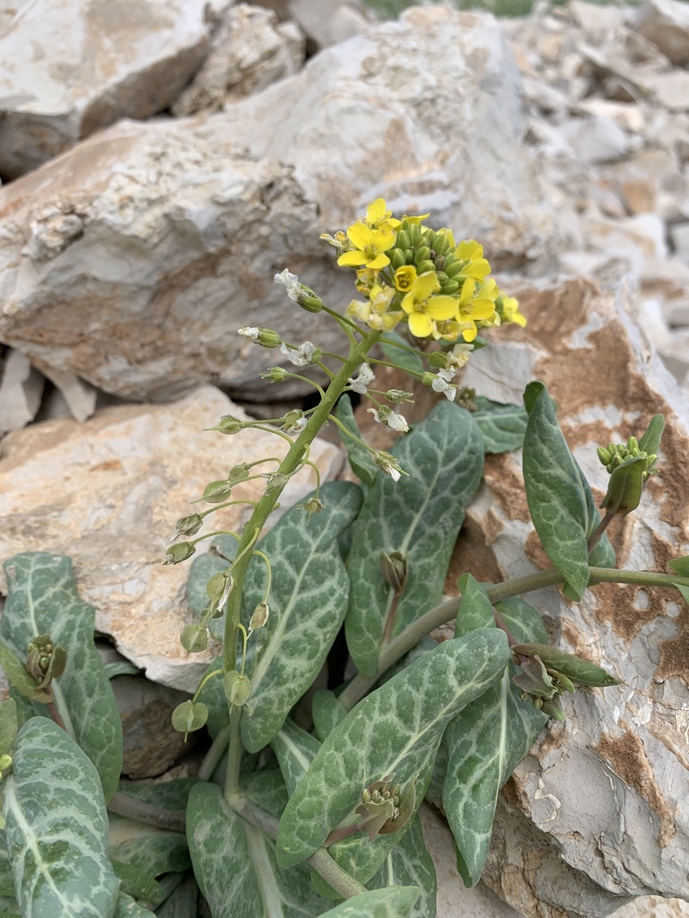 Isatis glastifolia