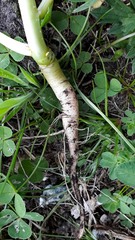 Raphanus sativus longipinnatus