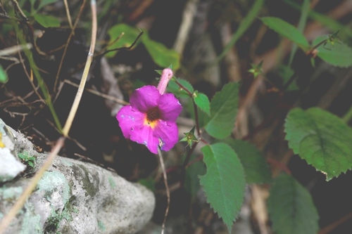 Achimenes skinneri (Achimenes skinneri)