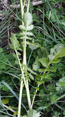 Raphanus sativus longipinnatus