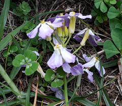 Raphanus sativus longipinnatus