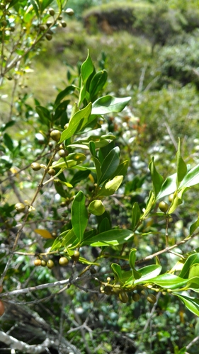 Peponidium buxifolium image