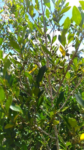 Peponidium buxifolium image